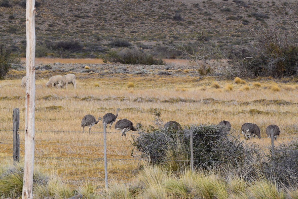 Lesser Rhea - ML335645031