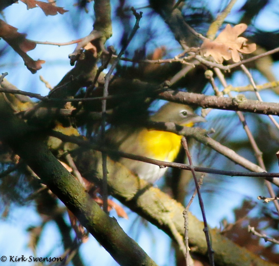 Yellow-breasted Chat - Kirk Swenson