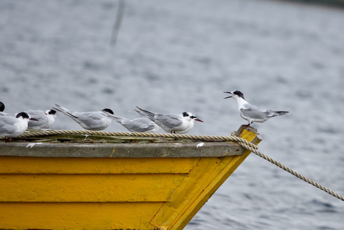 South American Tern - ML335646661