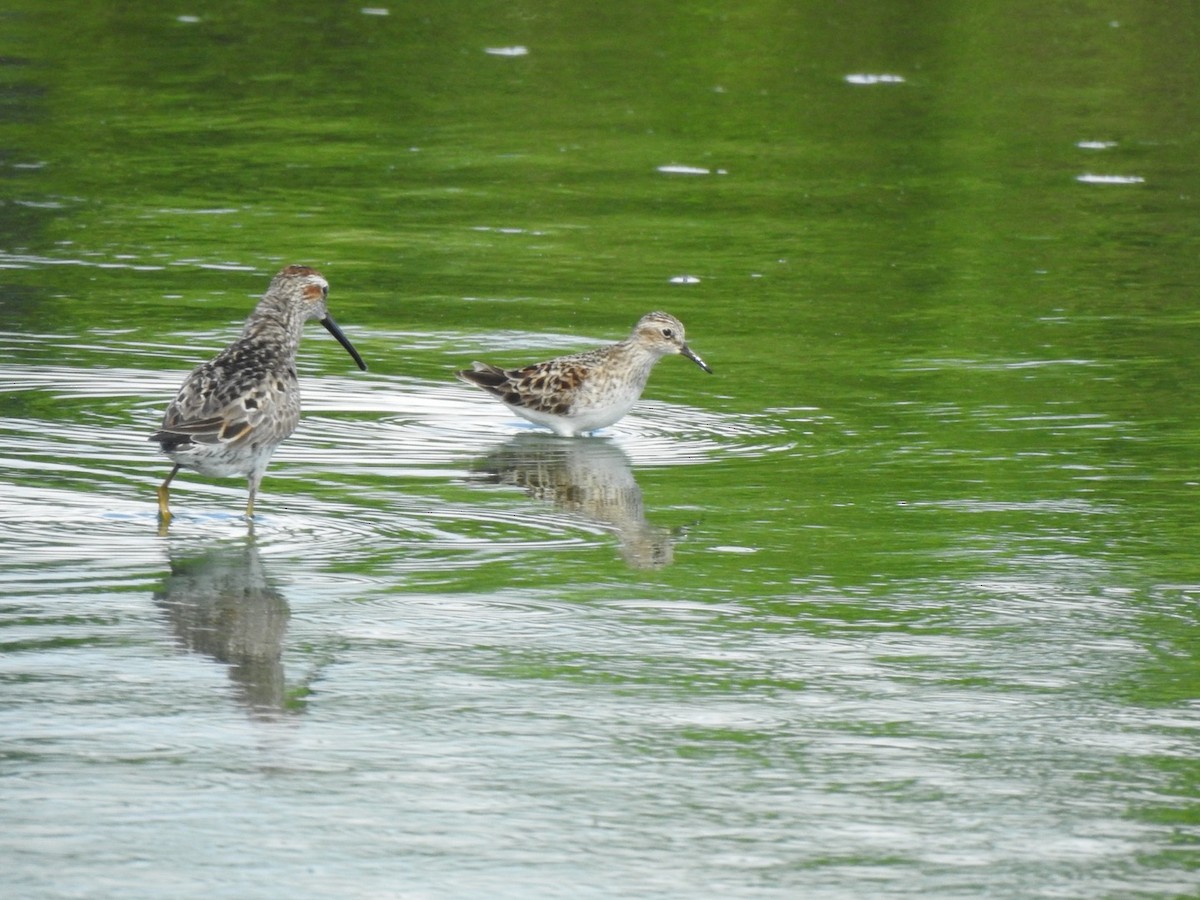 jespák dlouhonohý - ML335646671