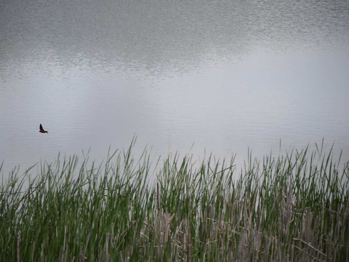 Barn Swallow - ML335648681