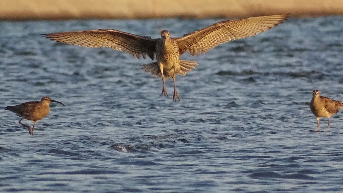 Far Eastern Curlew - Kim Cancino