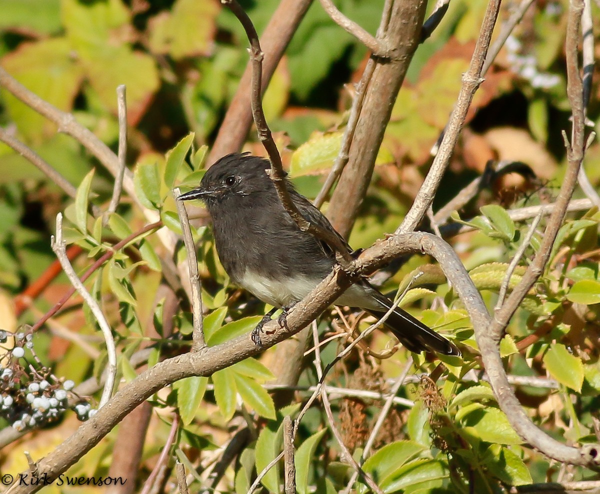 Black Phoebe - ML33565161