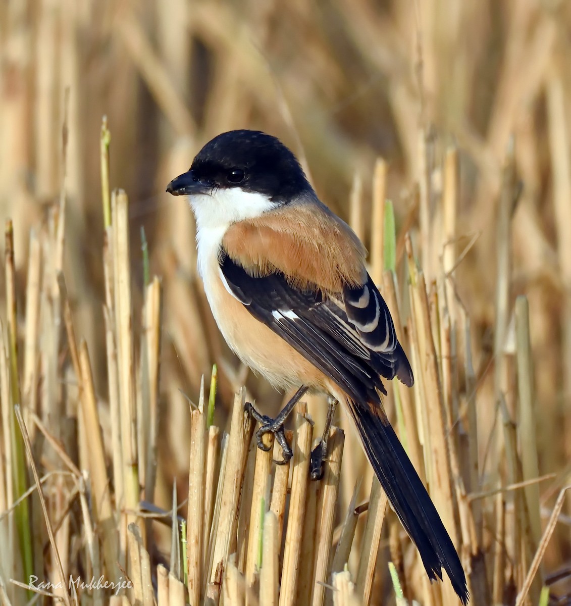 Long-tailed Shrike - ML335653041