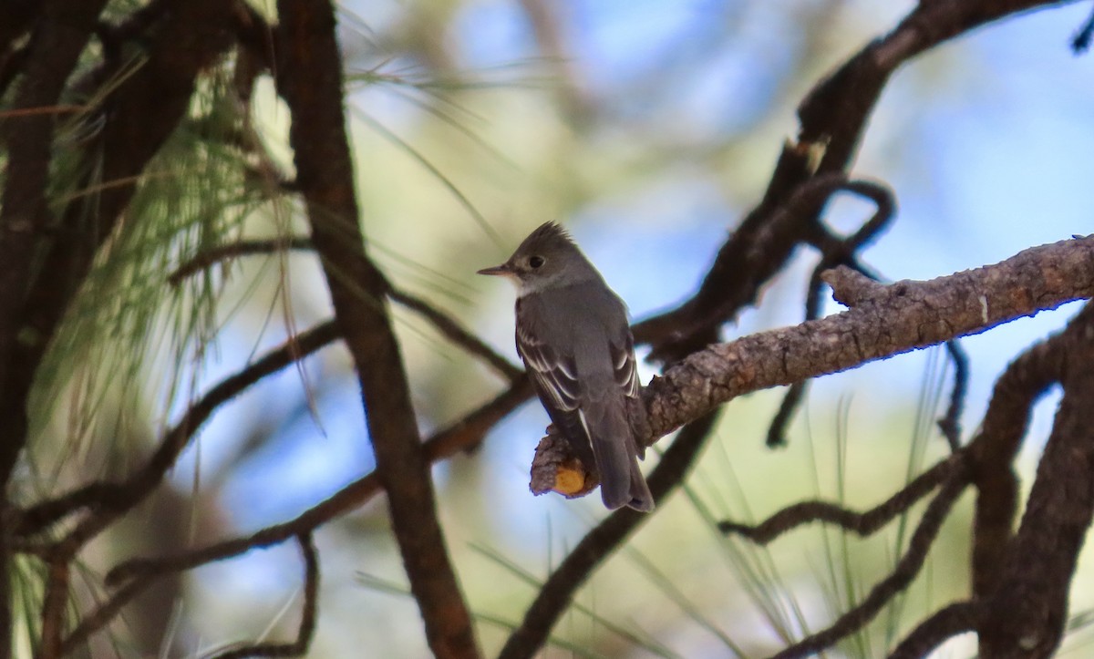 Western Wood-Pewee - ML335653191