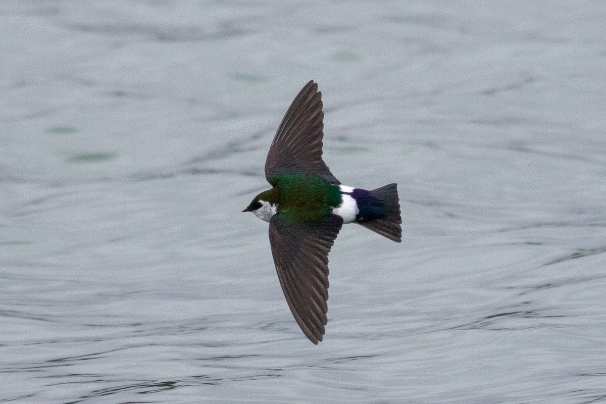 Violet-green Swallow - Gavin McKinnon