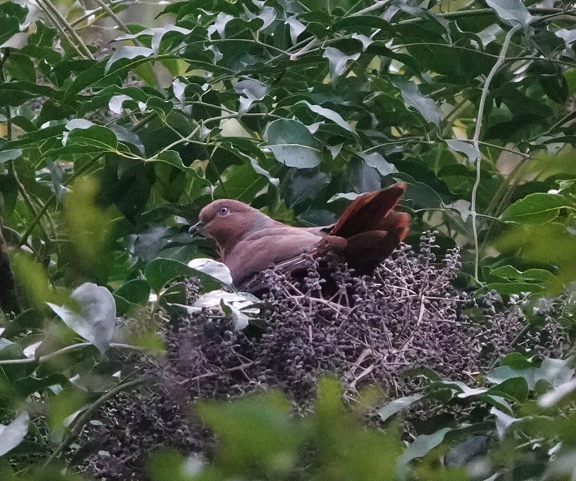 Brown Cuckoo-Dove - ML335655471