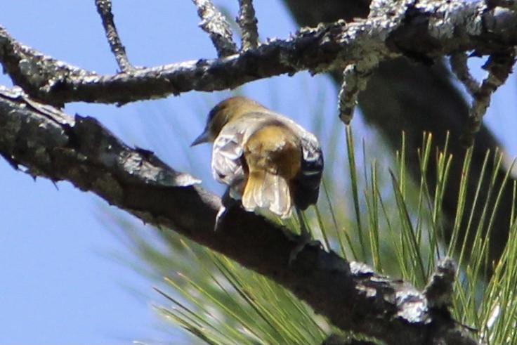 Oriole de Baltimore - ML335656241