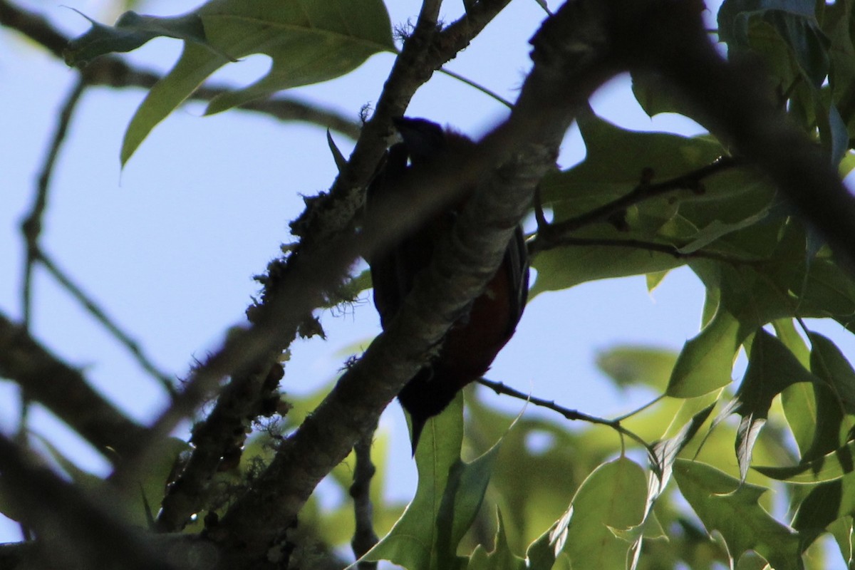 Oriole de Baltimore - ML335656251
