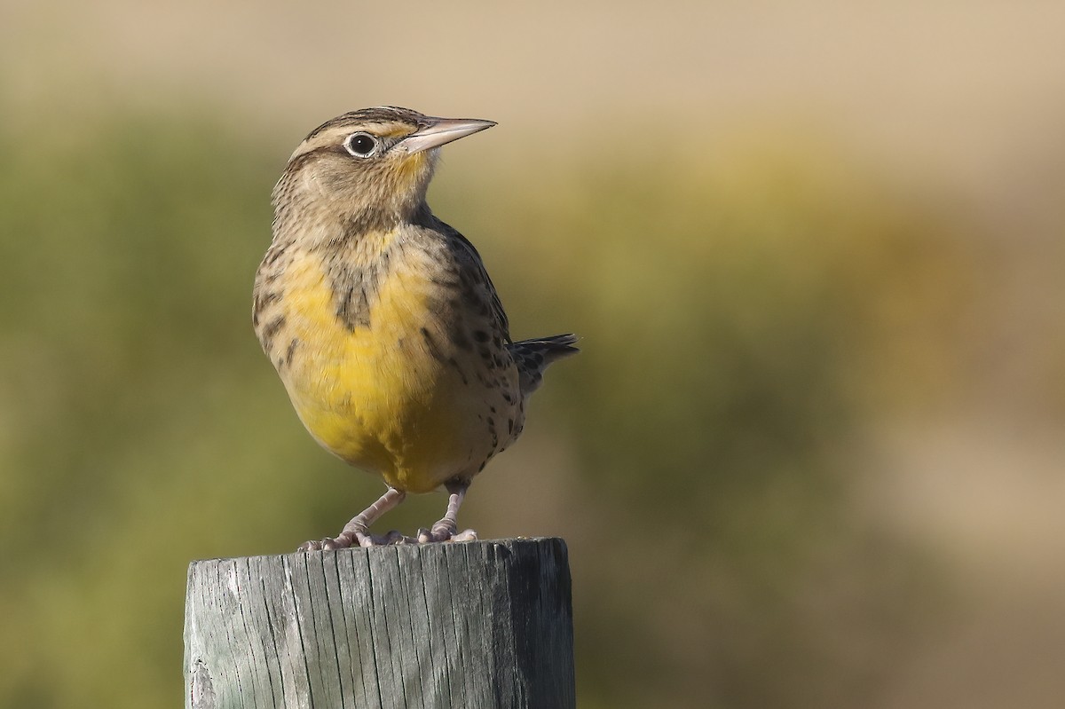 Western Meadowlark - Greg Bodker