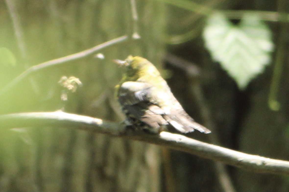Oriole des vergers - ML335657681