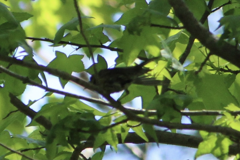 Orchard Oriole - ML335657691