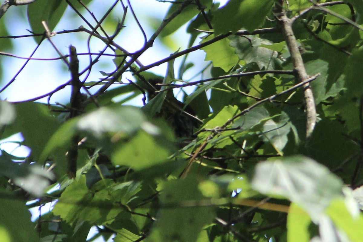 Oriole des vergers - ML335657741