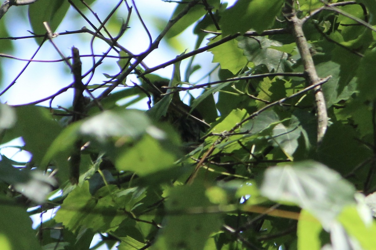 Orchard Oriole - ML335657741