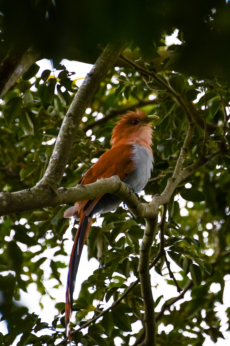 Squirrel Cuckoo - ML335658001