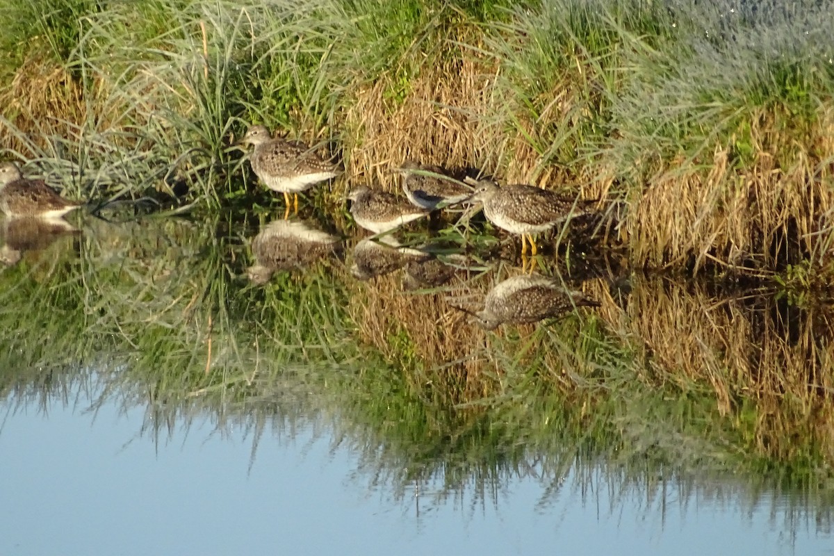 Greater Yellowlegs - ML335658481