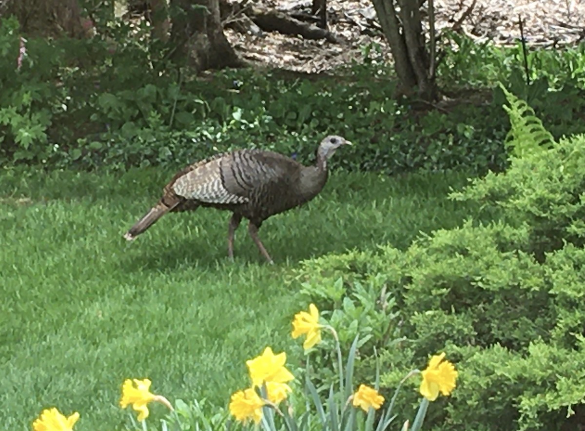 Wild Turkey - ML335658541