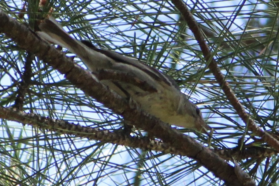 סבכון אורנים - ML335658741