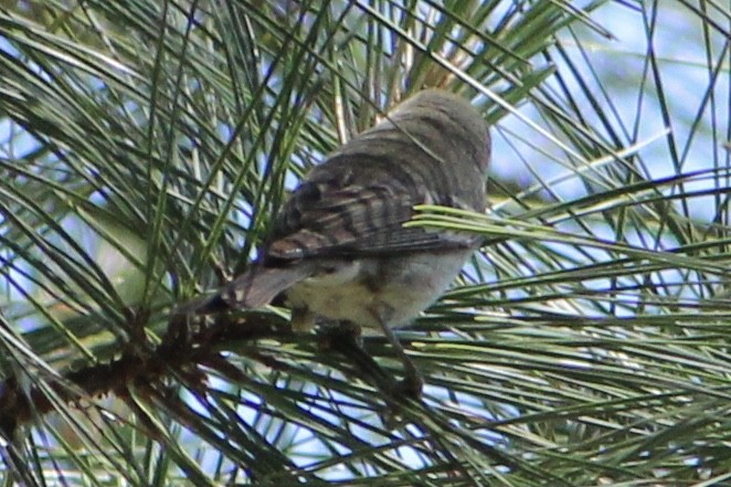 סבכון אורנים - ML335658751