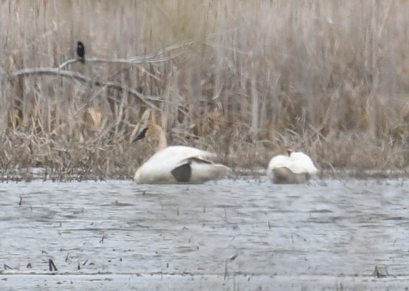 Trumpeter Swan - ML335659221