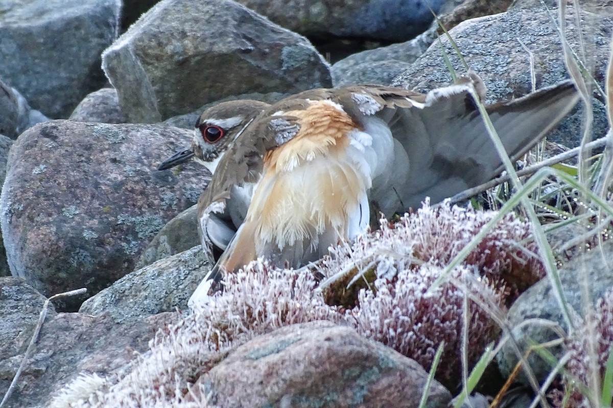 Killdeer - Matt Plank