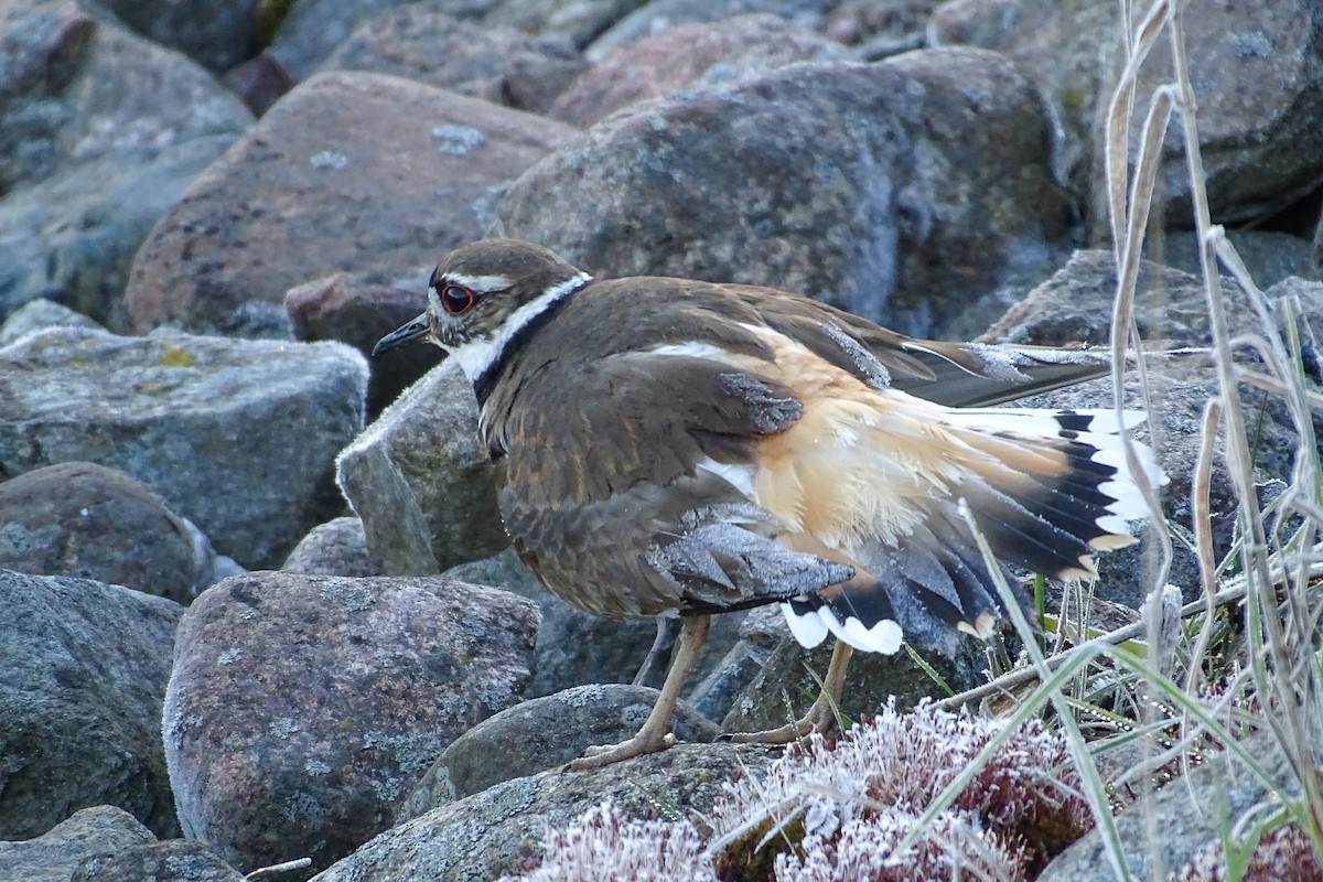 Killdeer - Matt Plank