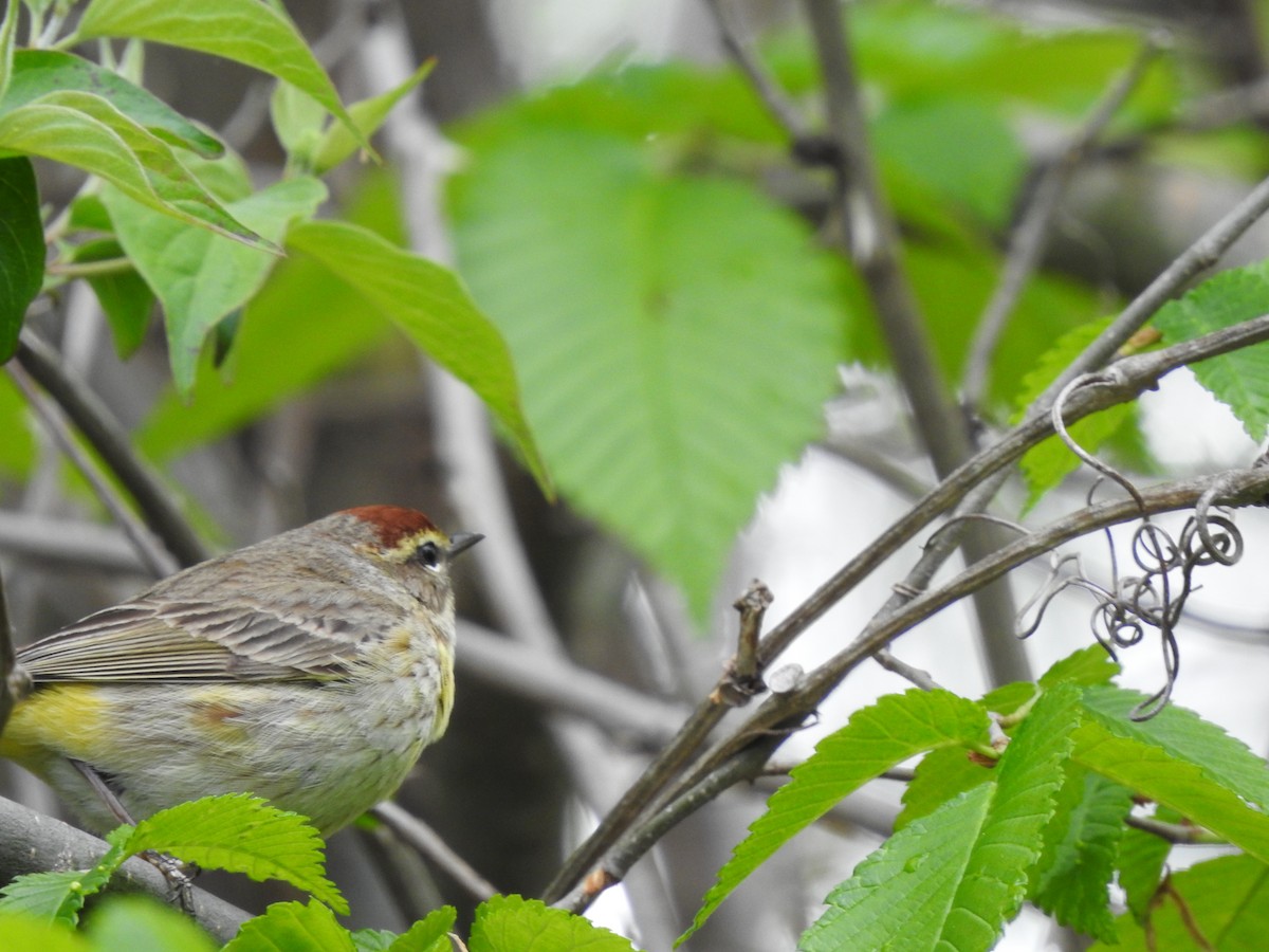 Palm Warbler - ML335660211