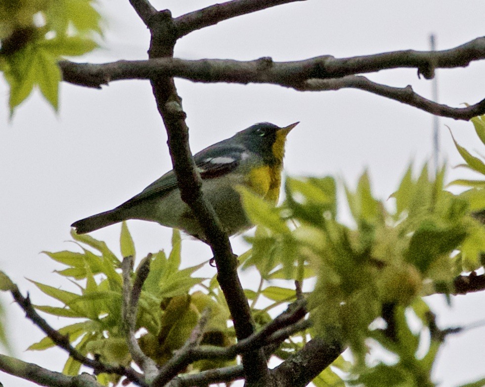 Northern Parula - ML335661011