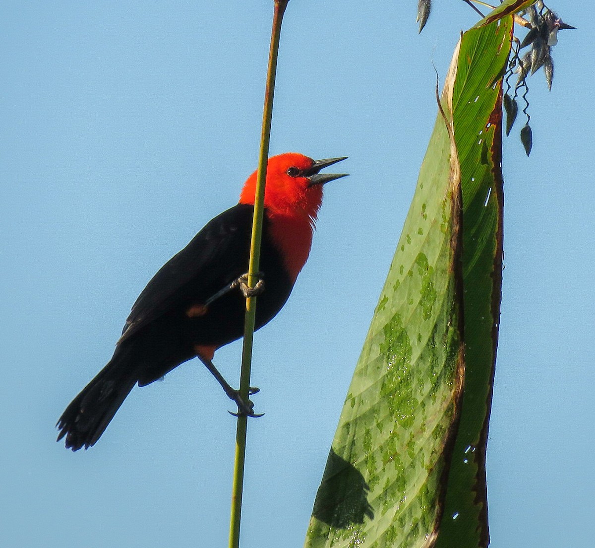 Scarlet-headed Blackbird - Patty González CON