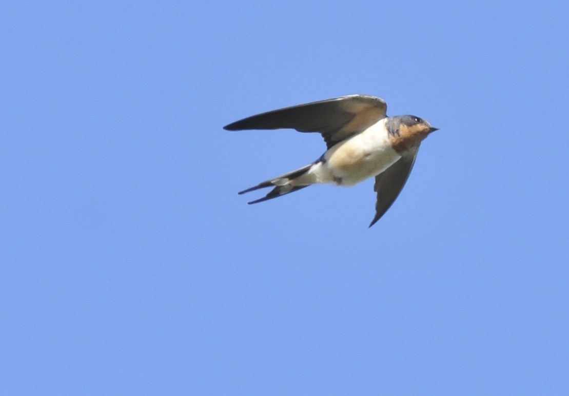 Barn Swallow - Historical Middleton Island Data