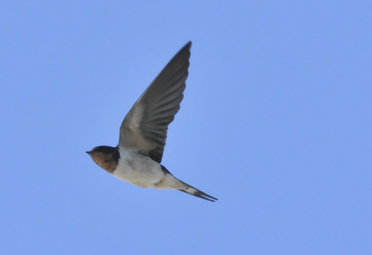 Barn Swallow - Historical Middleton Island Data