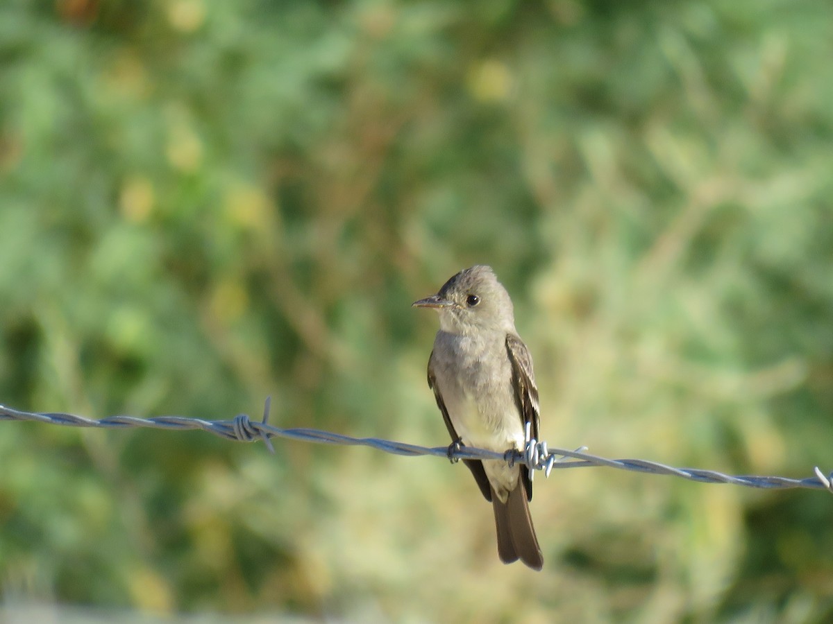 Western Wood-Pewee - ML335666391