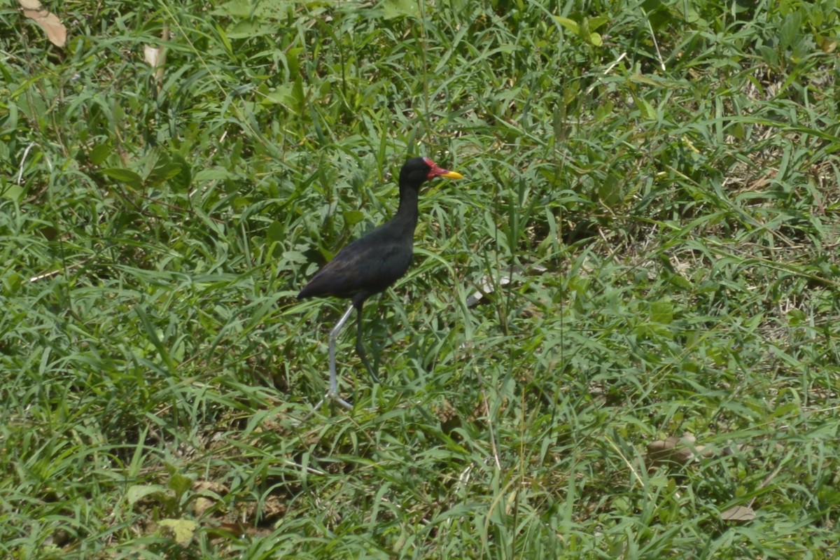 Jacana Suramericana - ML335666821