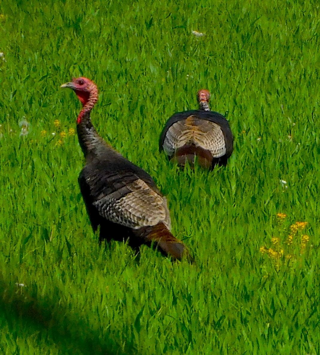 Wild Turkey - ML335668031