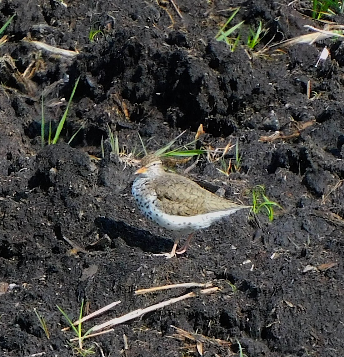 Spotted Sandpiper - ML335668271