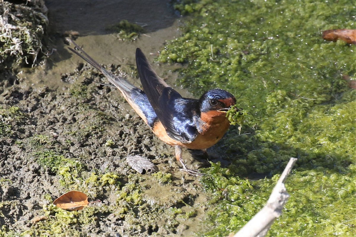 Golondrina Común - ML335668351