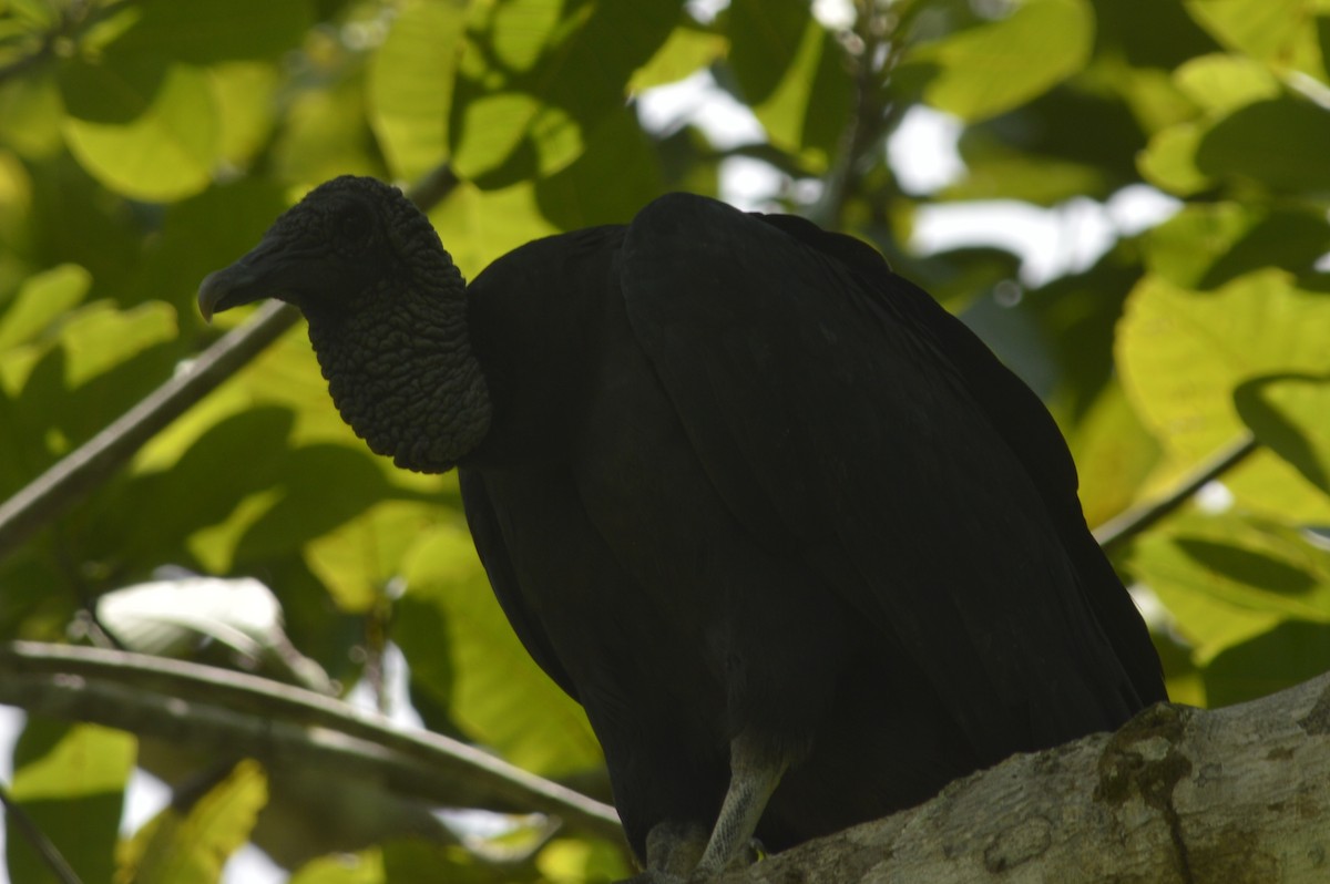 Black Vulture - ML335668851