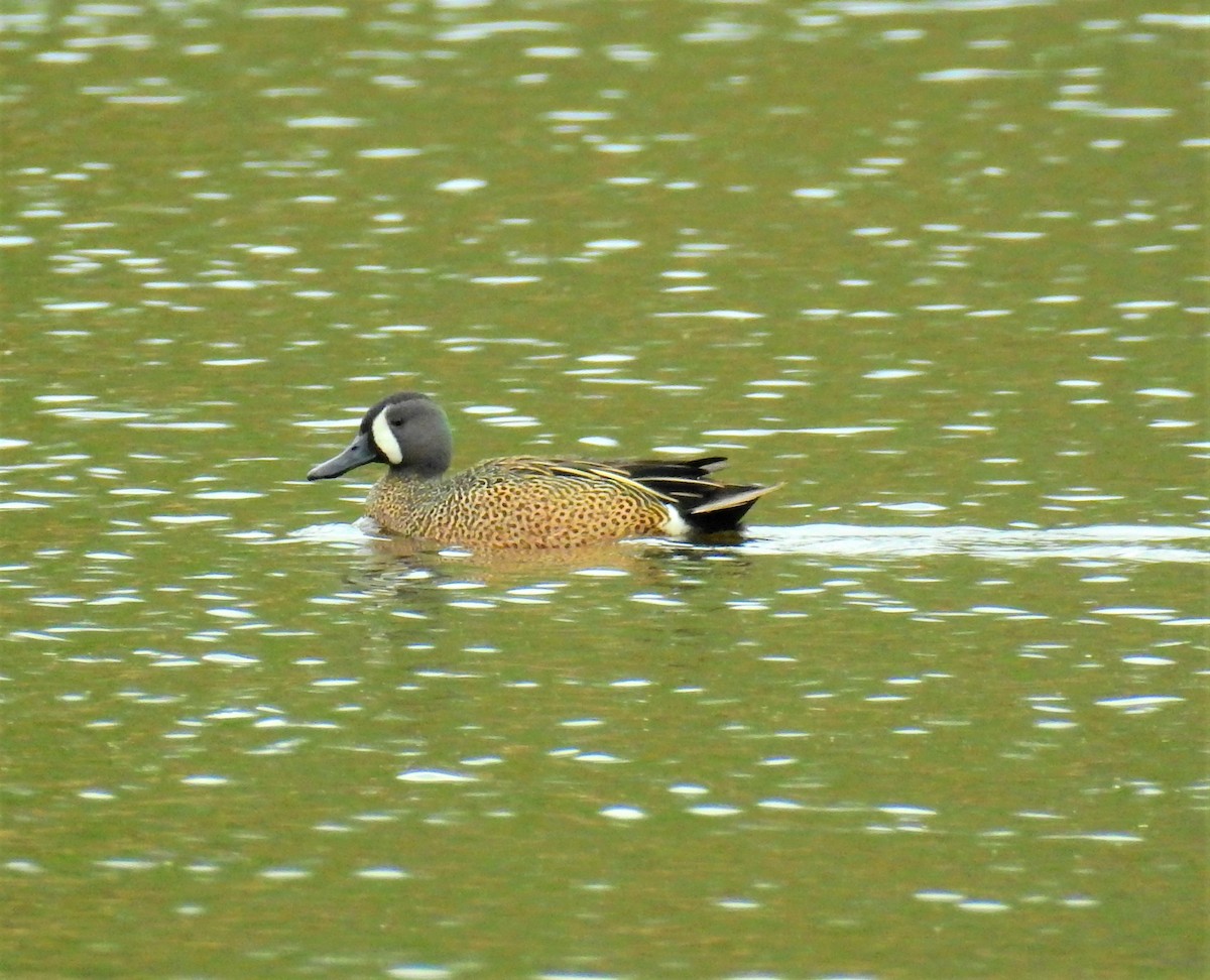 Blue-winged Teal - ML335669501