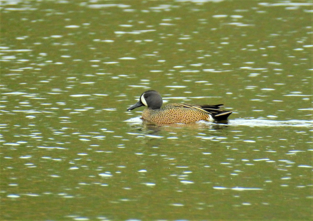 Blue-winged Teal - ML335669551