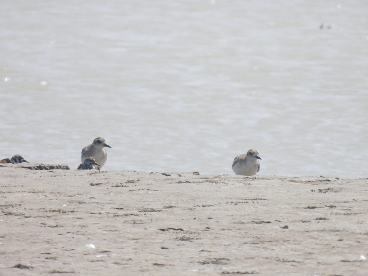 Black-bellied Plover - ML335671511