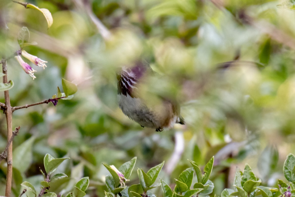 Calliope Hummingbird - ML335671571
