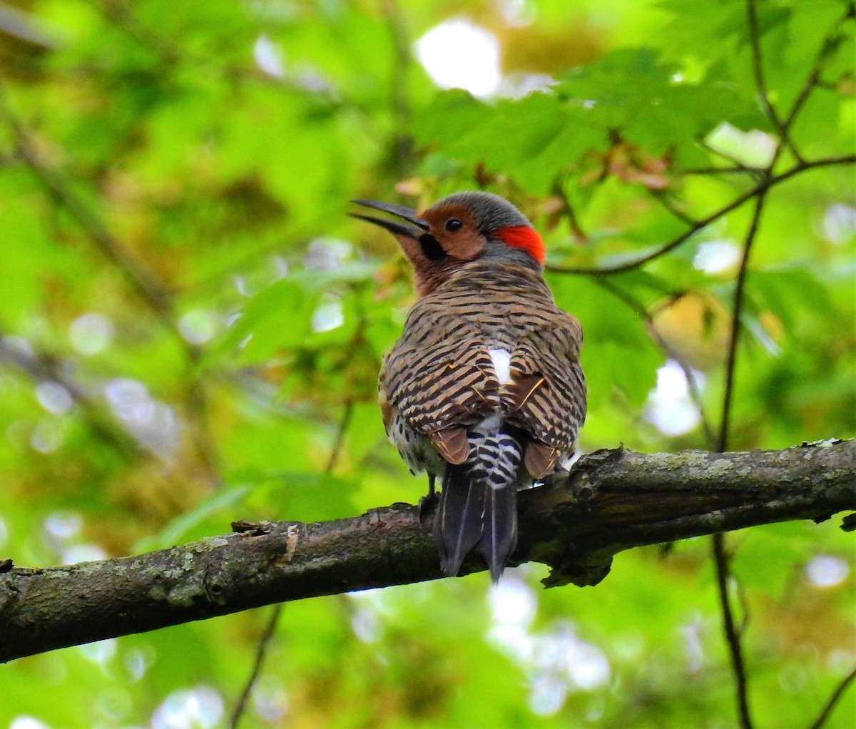 Northern Flicker - AMY GRIFFIN