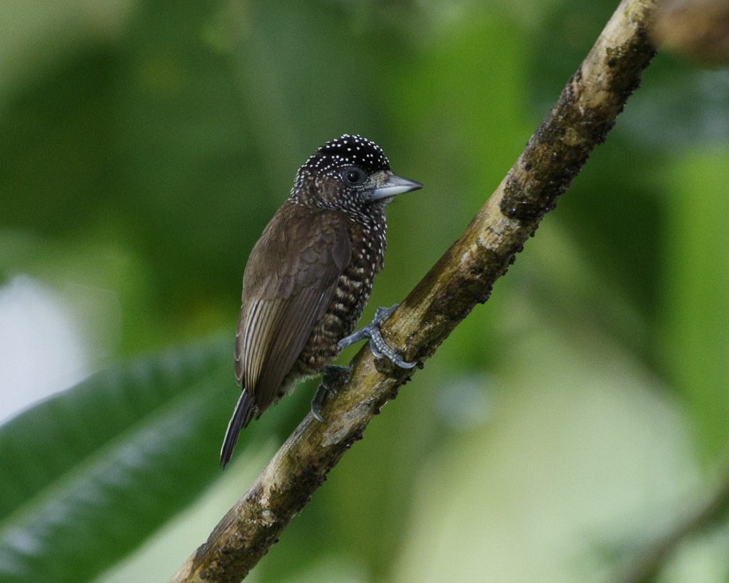 Varzea Piculet - Silvia Faustino Linhares