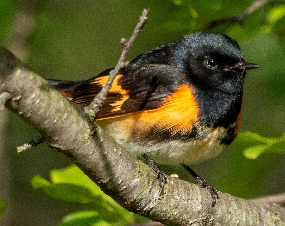 American Redstart - Mary Louise