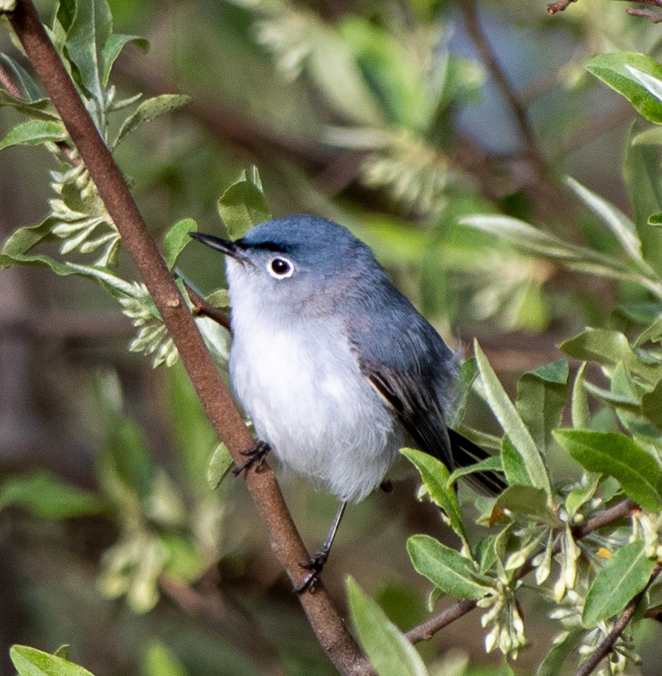 Blue-gray Gnatcatcher - Mary Louise