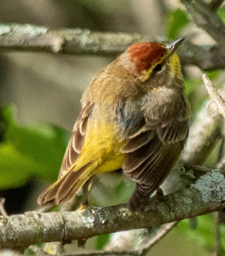 Palm Warbler - Mary Louise