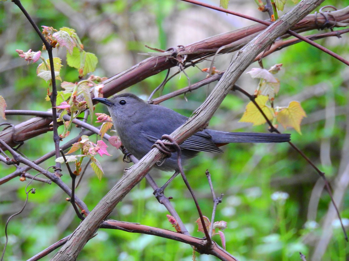 Gray Catbird - AMY GRIFFIN