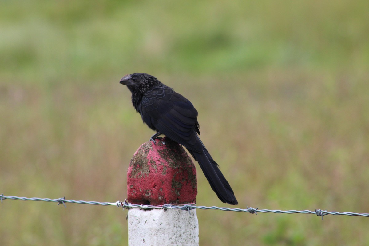 Smooth-billed Ani - ML335674281