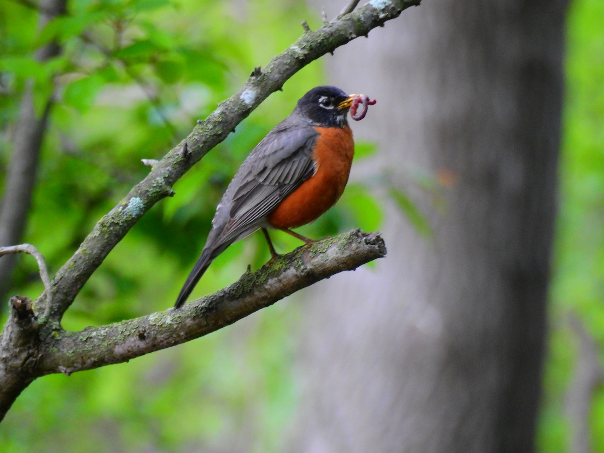 American Robin - ML335674441