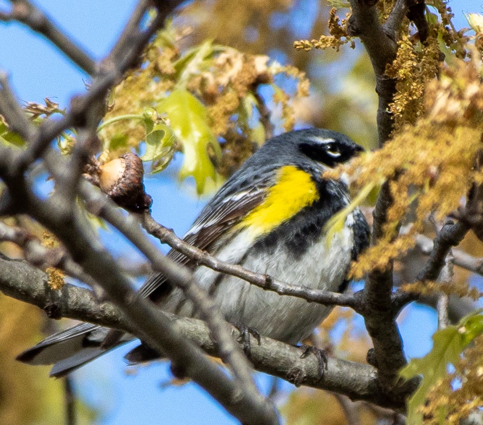 Yellow-rumped Warbler - Mary Louise